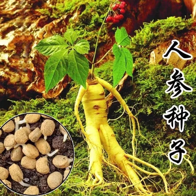 人参种籽子长白山人参种子滋补人参野山参种孑四季种庭院阳台盆栽