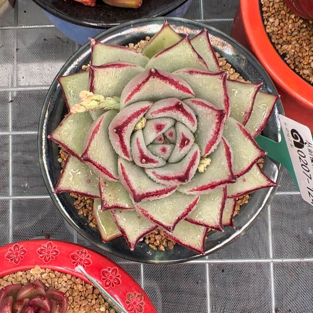 多肉一物一拍0207-124