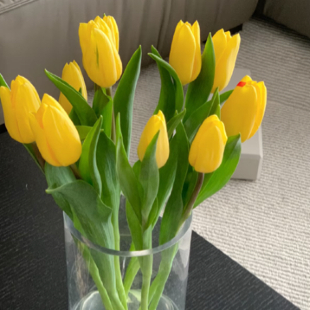 云南精选郁金香（一把十支）