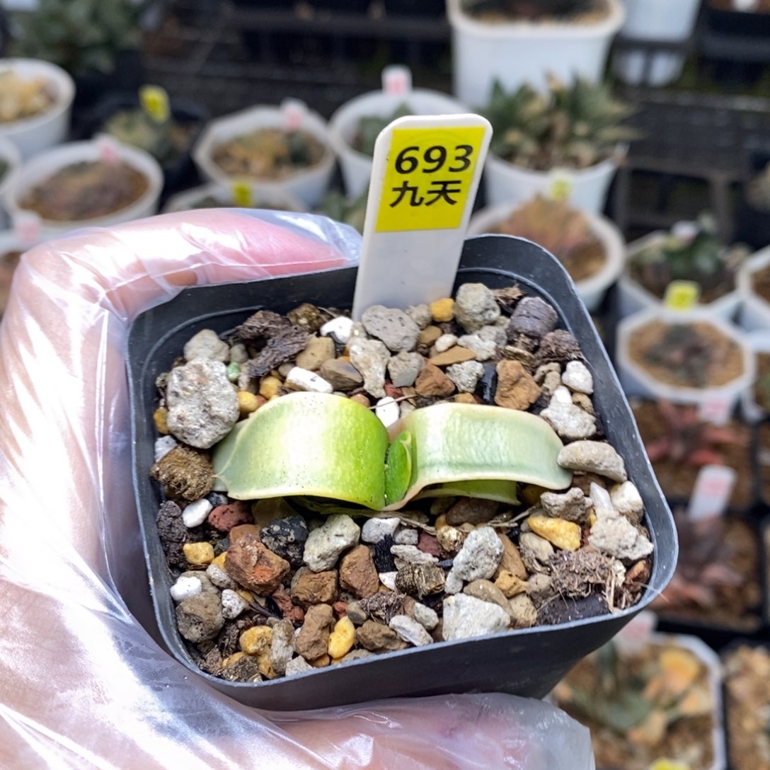 693号糊斑卧牛锦多肉