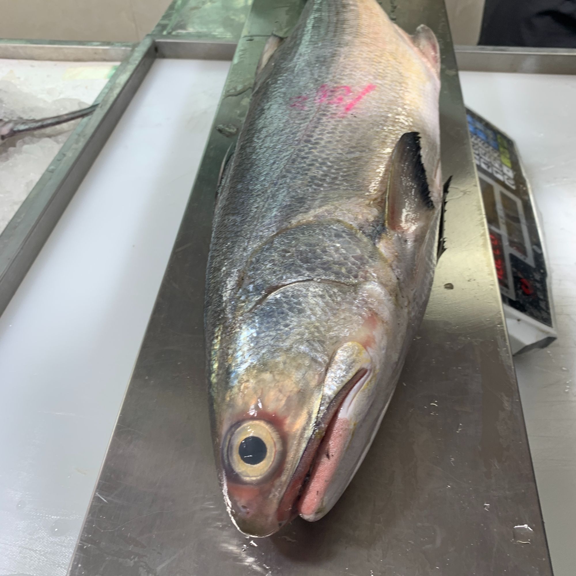 [海南野生马友鱼-整条现称现切]海南海鲜 肉感细腻 