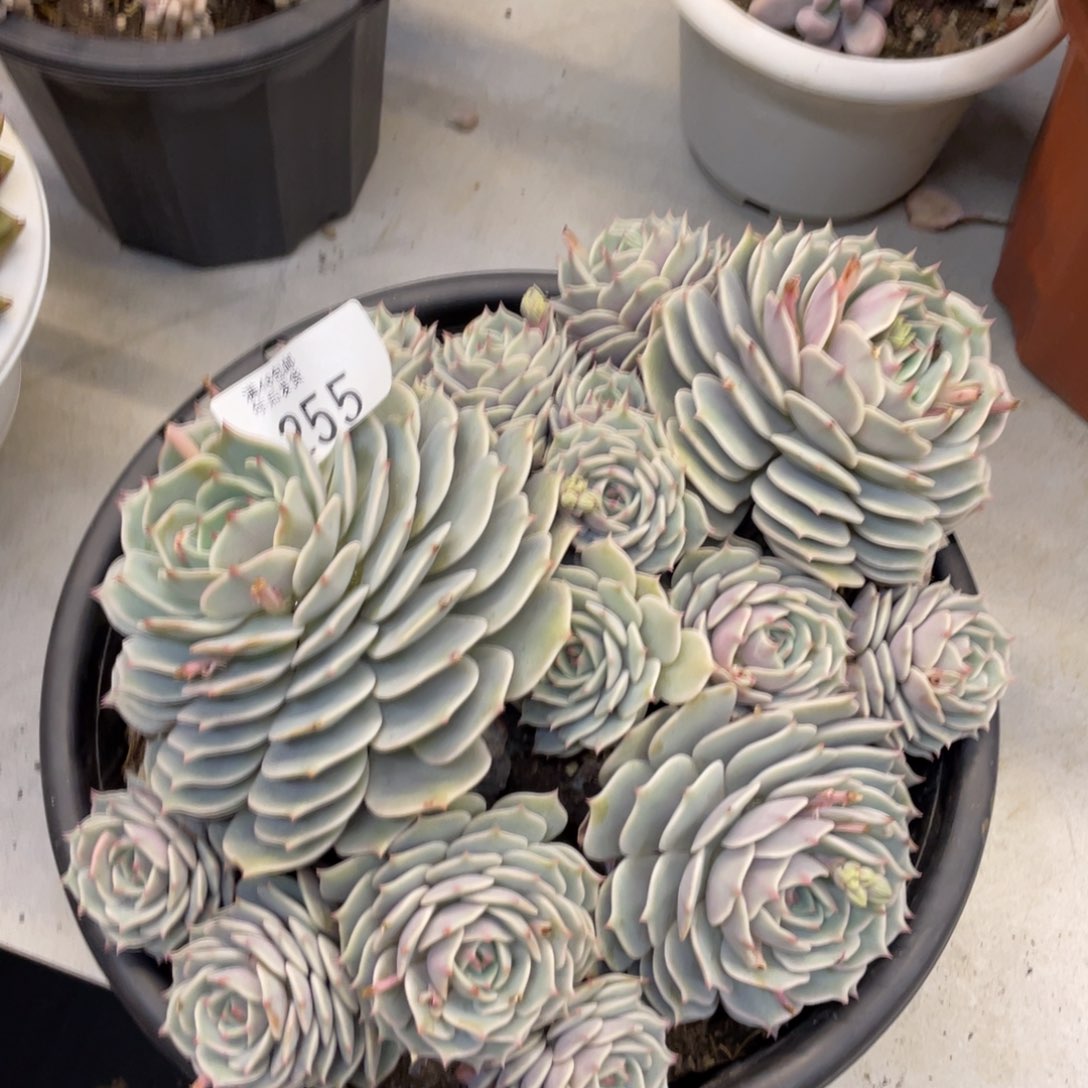 黑大帅多肉255路那莲