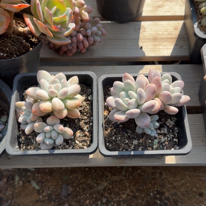 香水老桩多肉五十包邮