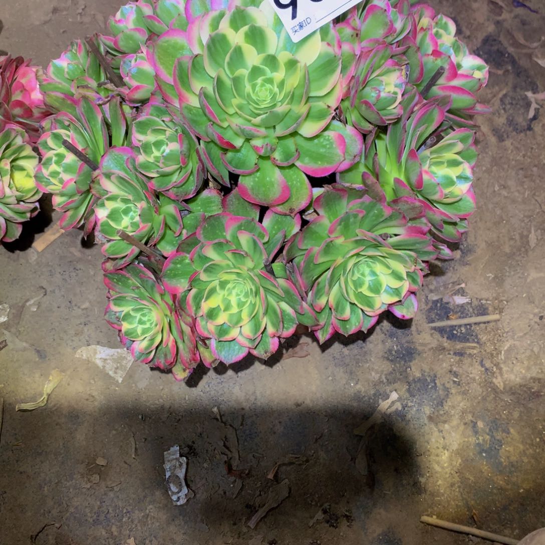 风**絮法师多肉植物905