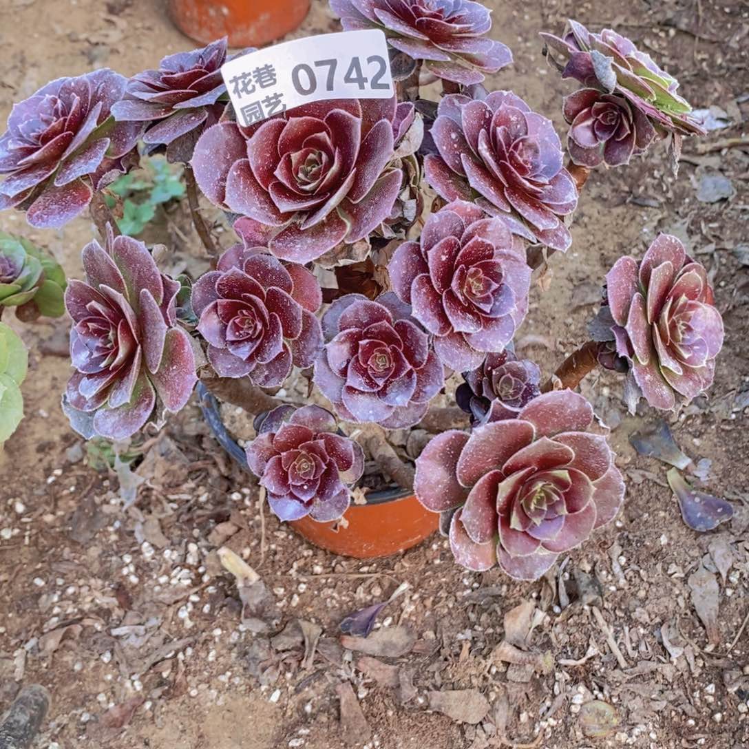742 号一物一拍多肉植物