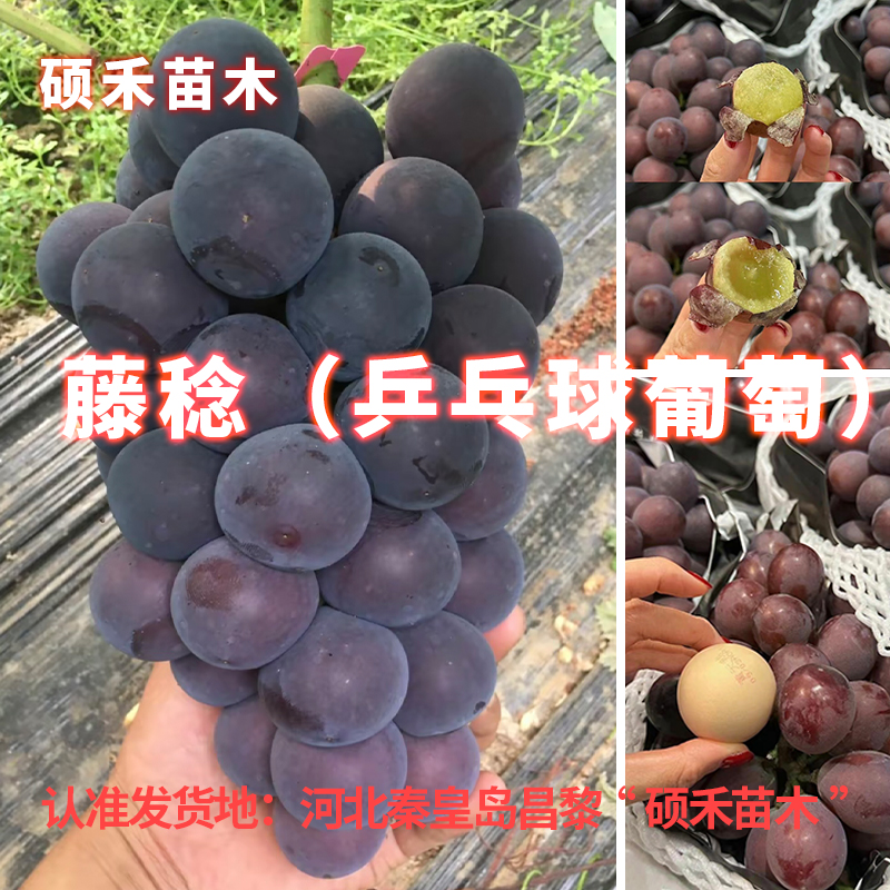 藤稔葡萄苗 （自根/夏黑/贝达根系）【满29包邮】