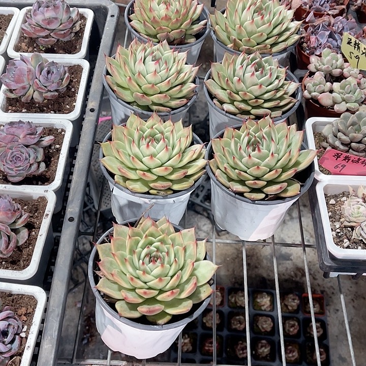 大单头托斯卡内利精品多肉