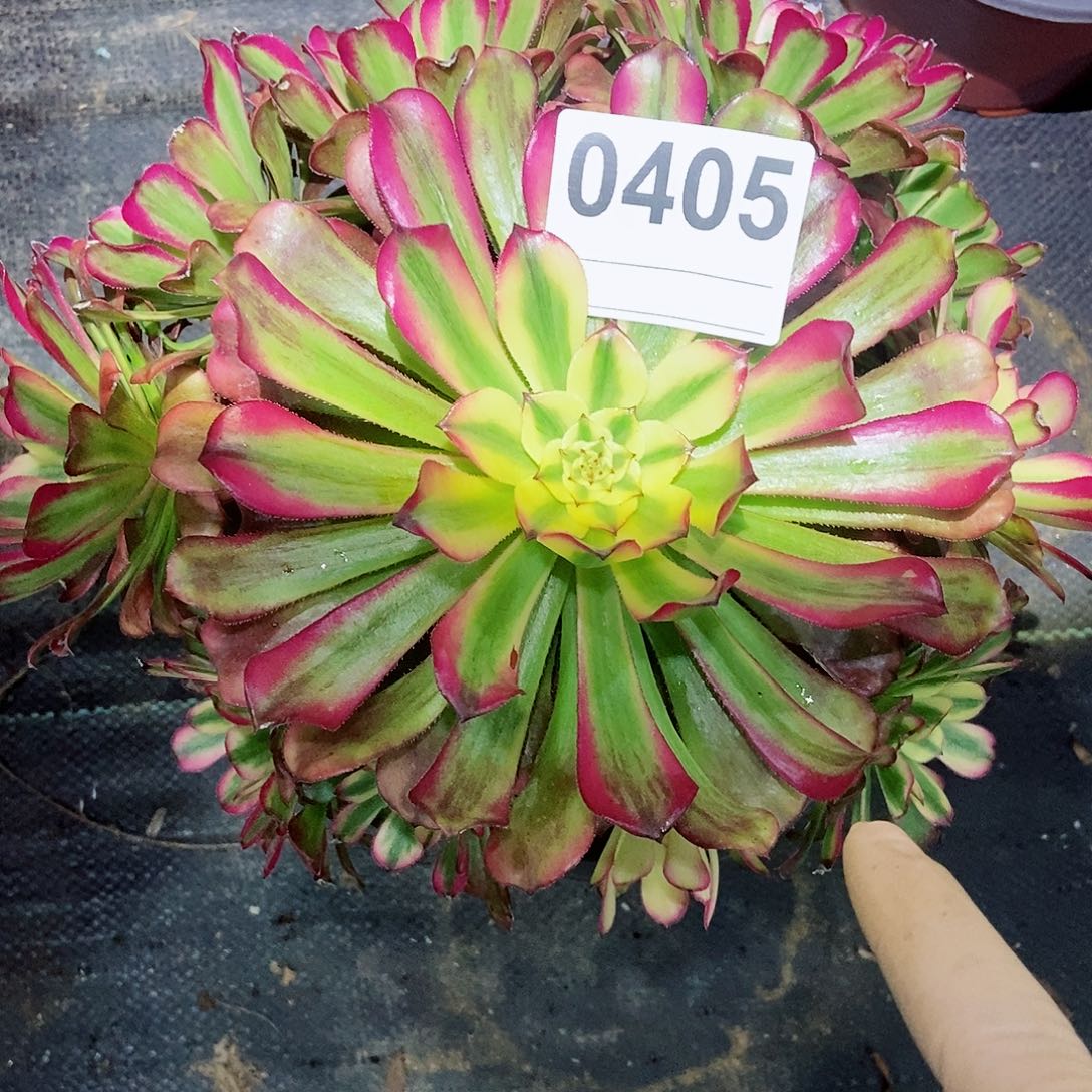 红陶0405维纳斯3多肉