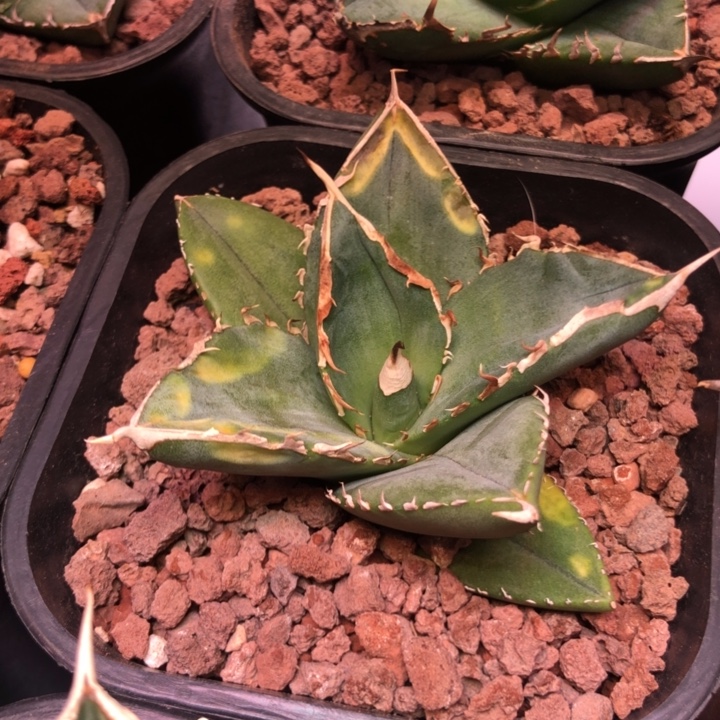 大白鲨仁王冠龙舌兰有伤