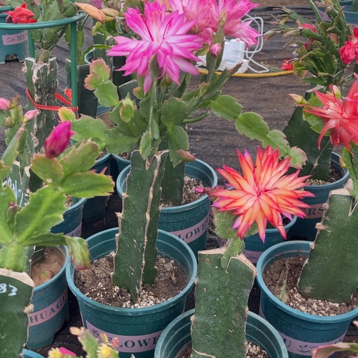 眼***们5号038粉色00000000