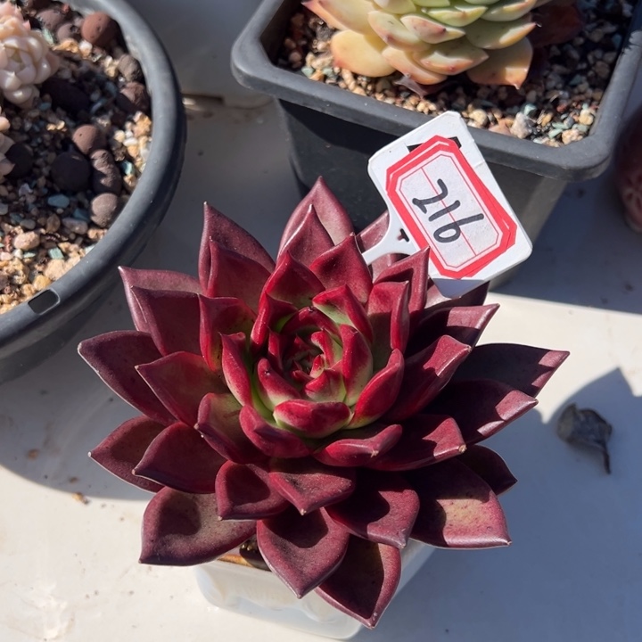 云***汐罗宾一物一拍216号精品