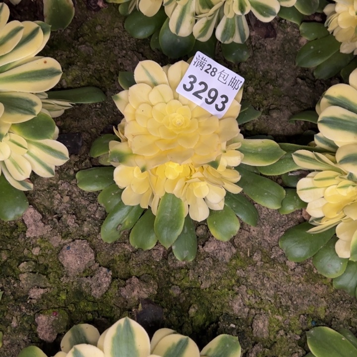 3293南雪莲多肉植物