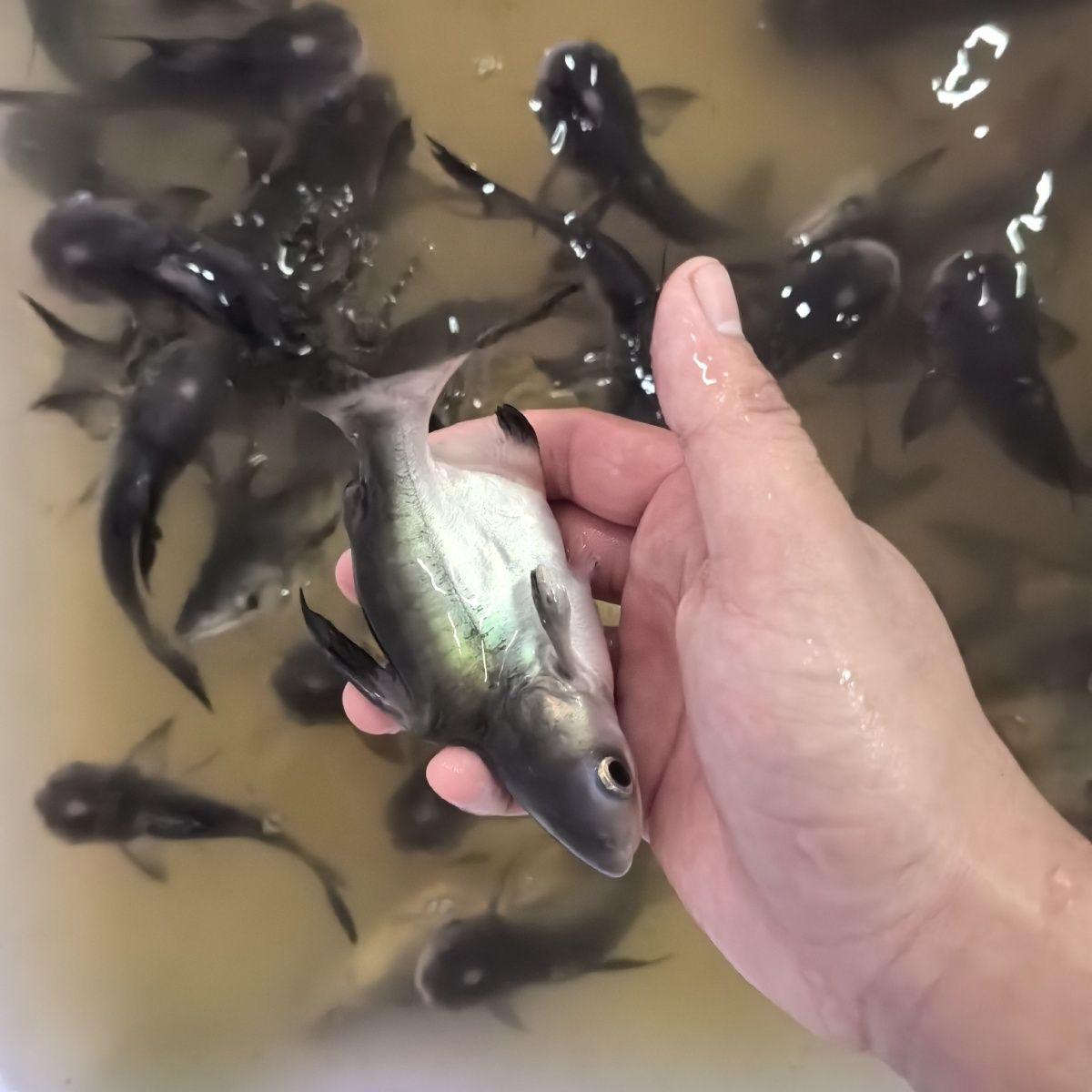 短身黑鲨活体淡水观赏鱼好养耐活招财热带观赏鱼鲨鱼球鲨鱼