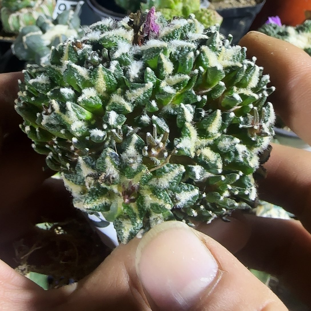 黑群918仙人球开花