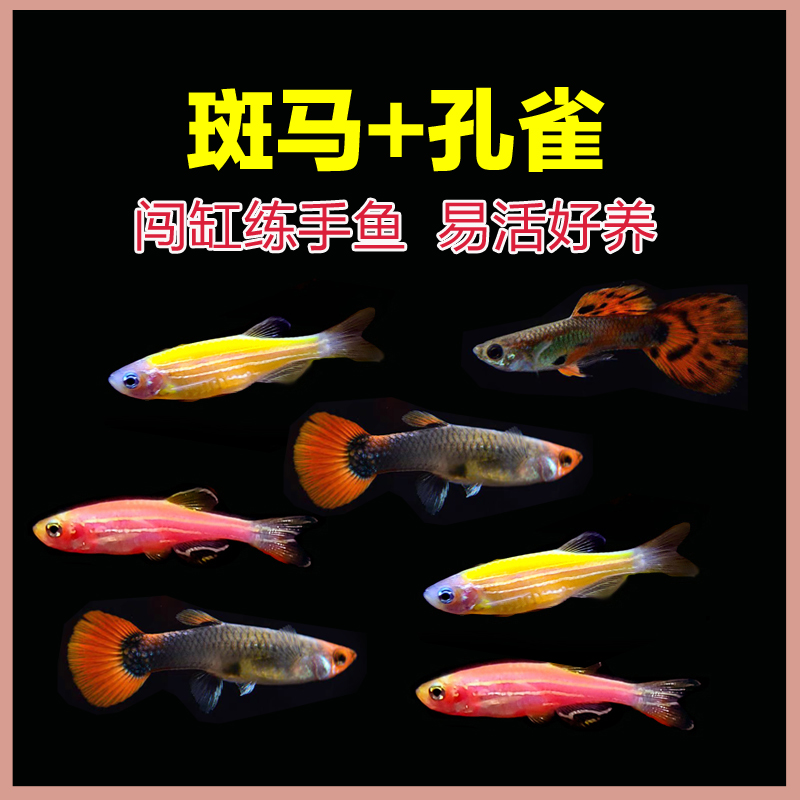 30条【斑马+孔雀】热带淡水鱼斑马红尾杂袍孔雀鱼好养灯科观赏鱼