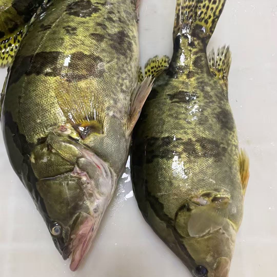 东北冷水野生鳌花鱼鳜鱼包邮到家送货上门