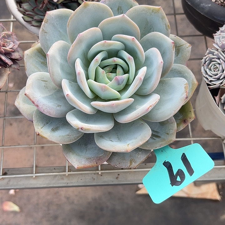 两单包邮，补双十一福利19