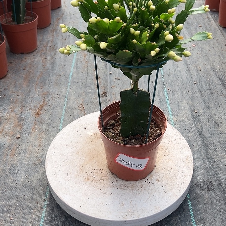 2321蟹爪兰尾号2038