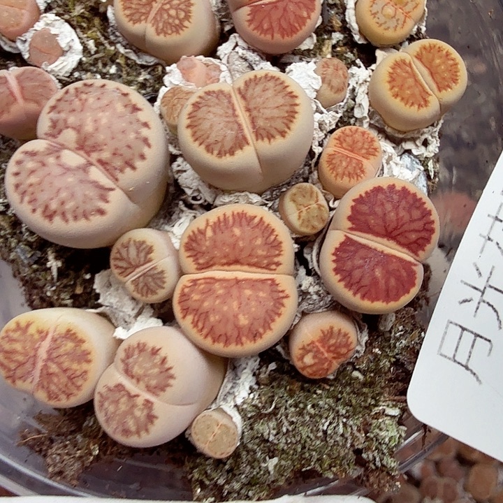 是一个不想被爱847这个