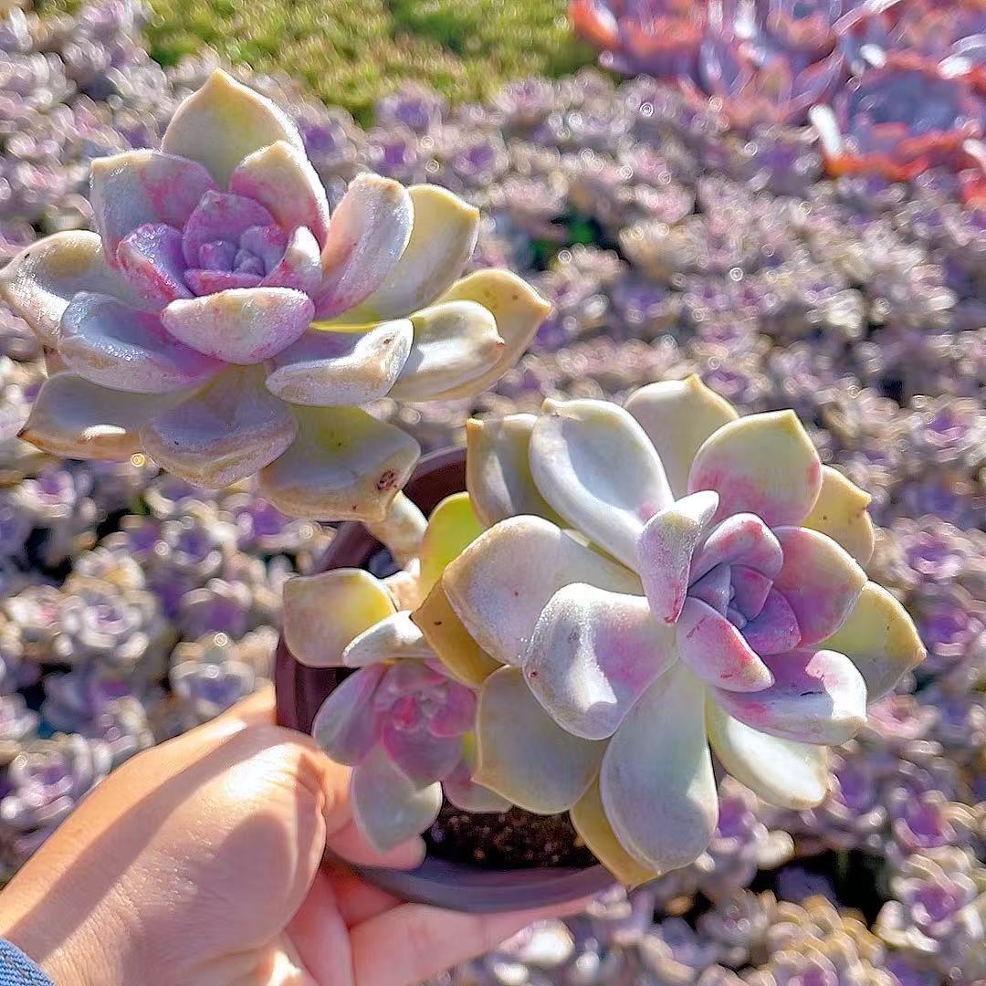 汐缘家 小老桩紫乐3颗【脱土发货】多肉植物 两单包邮