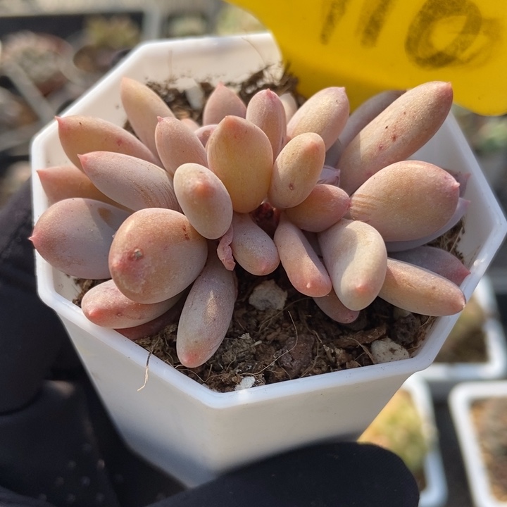 6116灰姑娘多肉植物保护