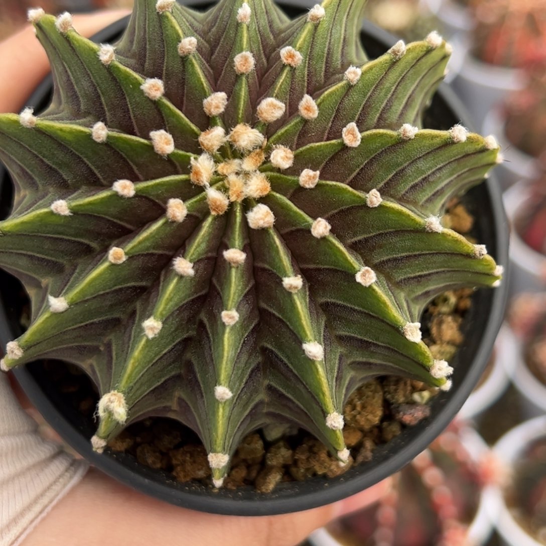 实生无刺肋骨14棱