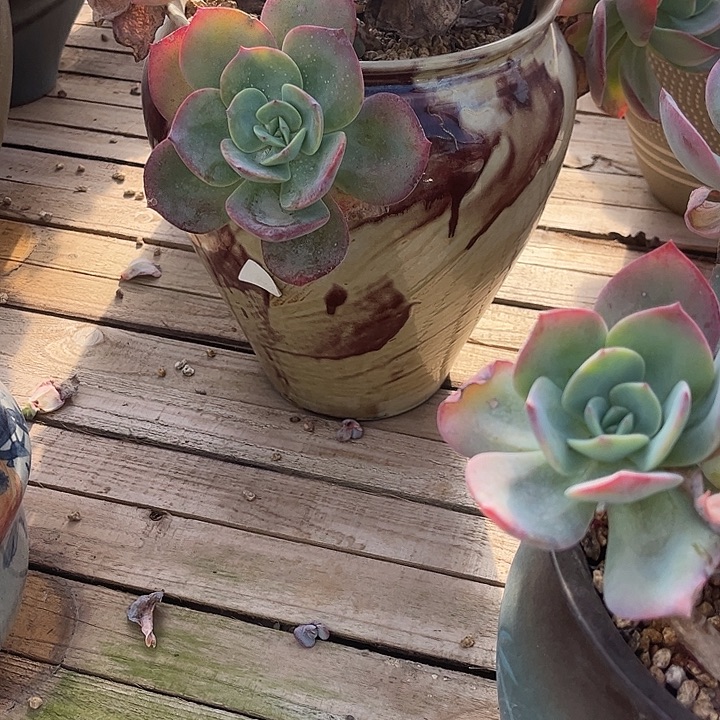 兴***兴871无主主正宫红血凤脱土发货不退不换