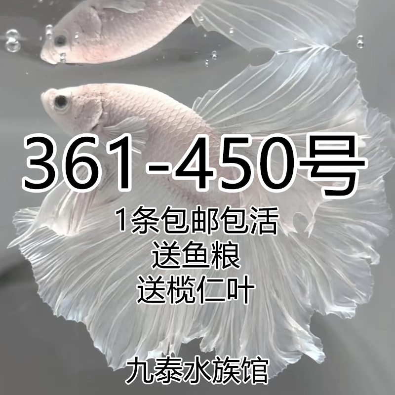 泰国热带直播选号361-450号五彩观赏鱼 活体发货