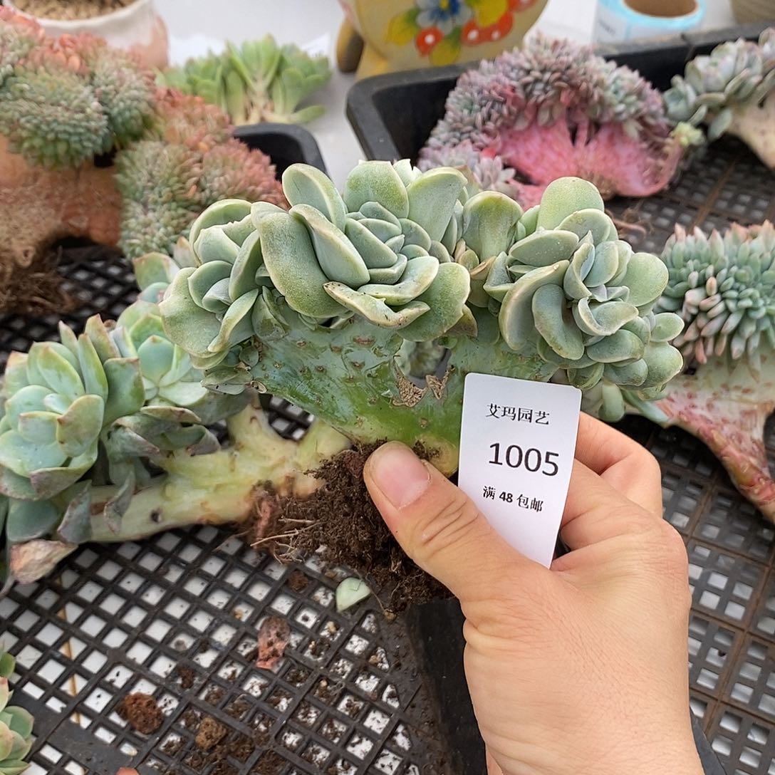 可爱玫瑰缀化多肉多肉005