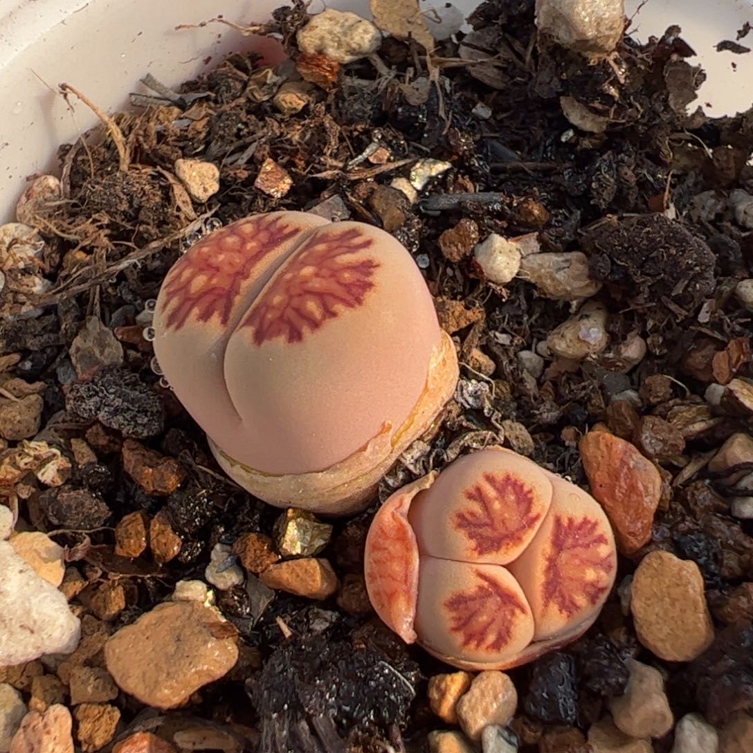 菊奔驰母本多肉植物