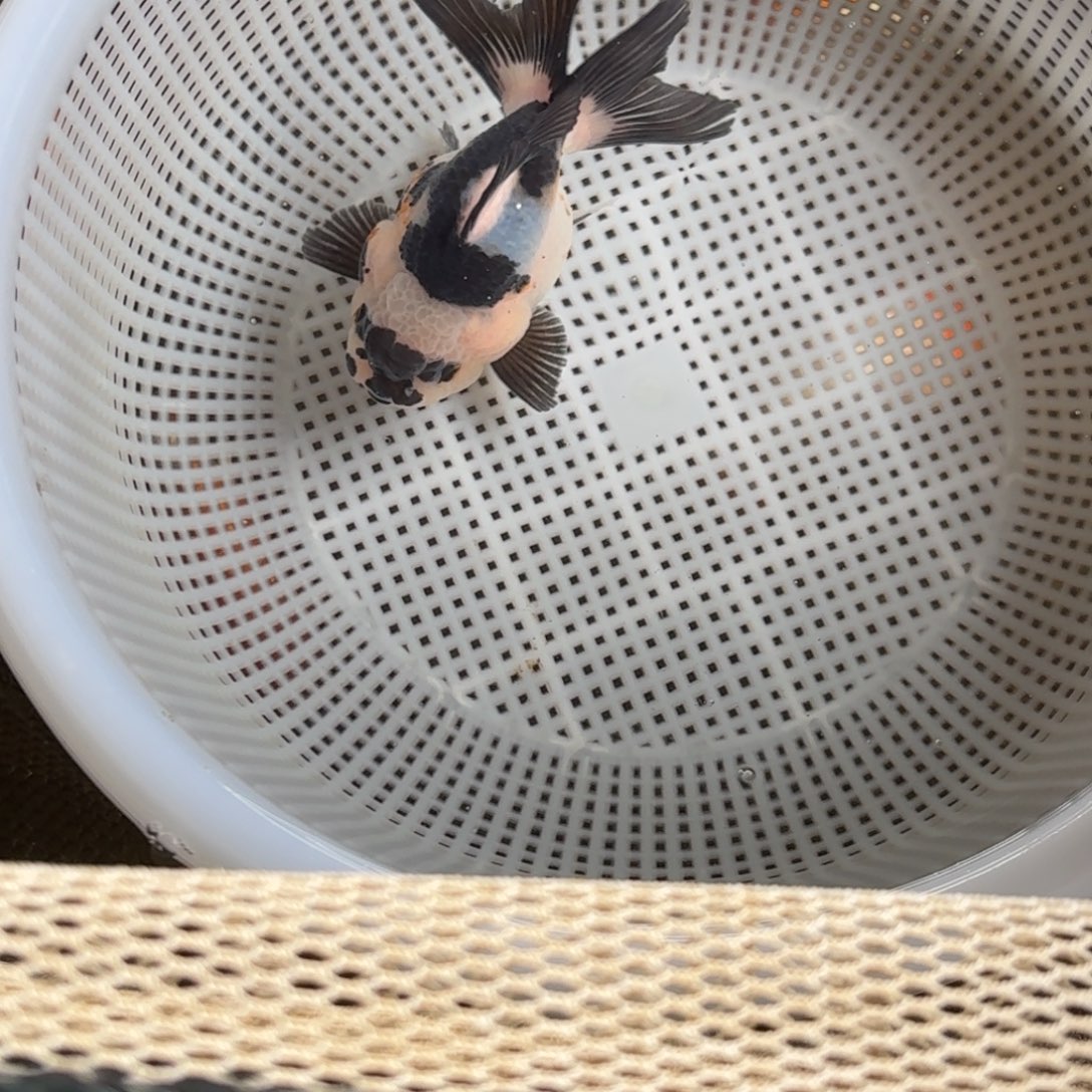 黑白熊猫元宝短尾狮冷水观赏鱼