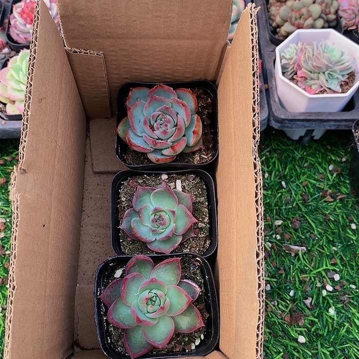 A136惊鸿仙子多肉