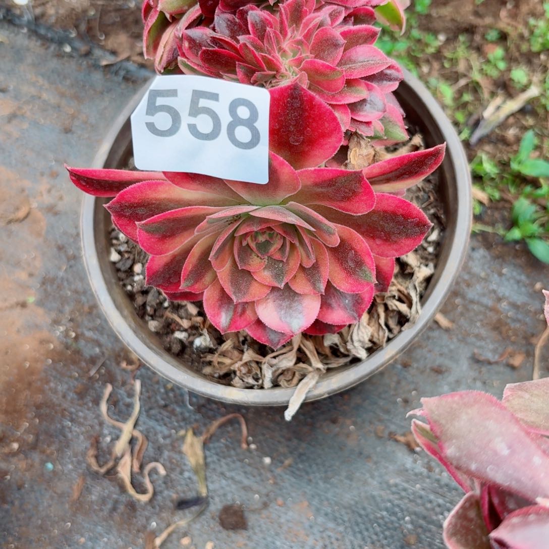 香妃558 号多肉法师特价不支持退货