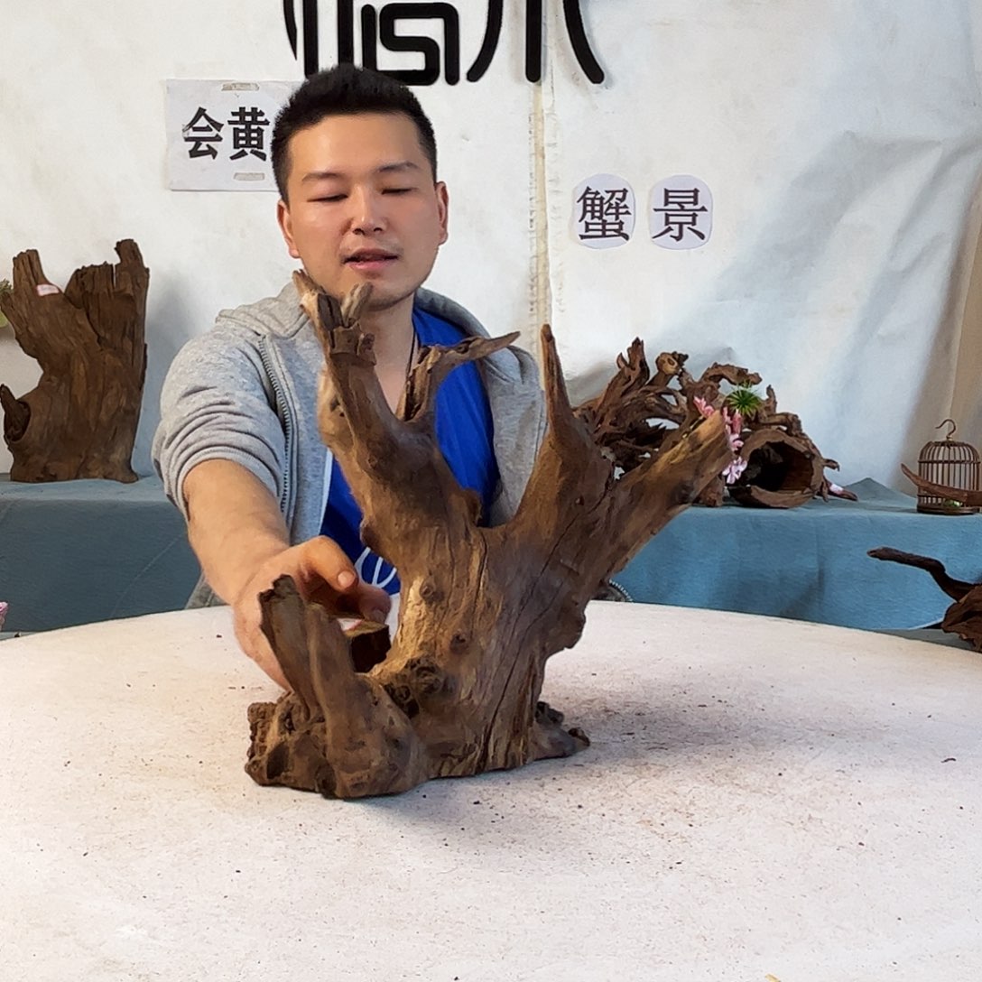 沉木造景爬宠造景