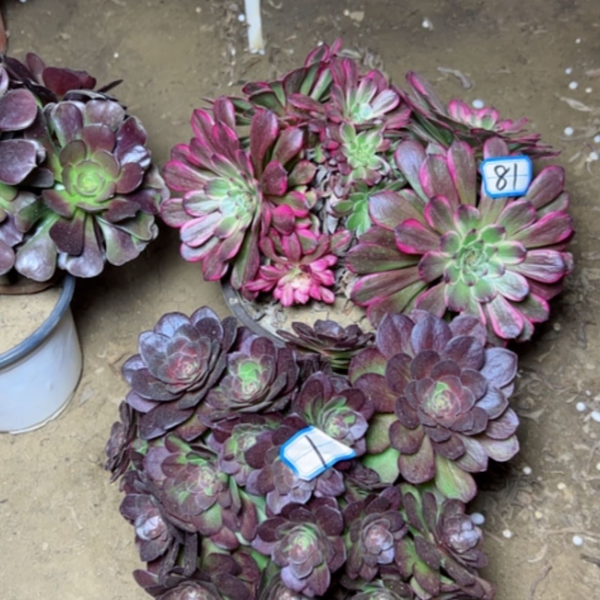 【闪购商品】多肉植物砍过不售后了81