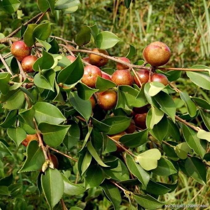 白花油茶苗高产嫁接油茶苗湘林长林油茶籽树苗红皮裸根苗白花大果