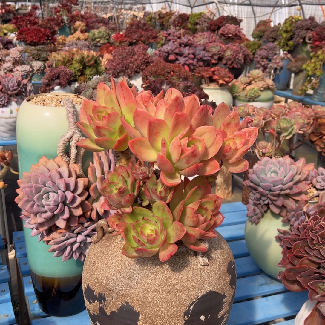 金辉+初吻带盆物流自理