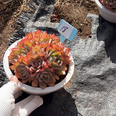 Q***瑞18牡丹亭带盆一个多肉