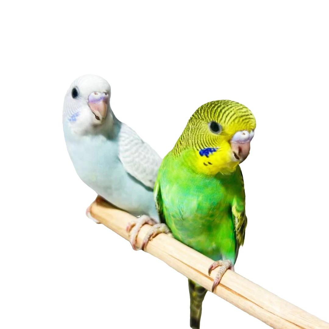 鸟笼2只鹦鹉亲人粘人到家能上手观赏鸟C