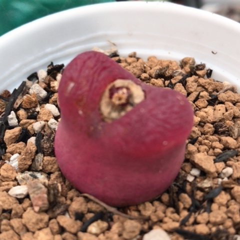 多肉肉锥 红宝石