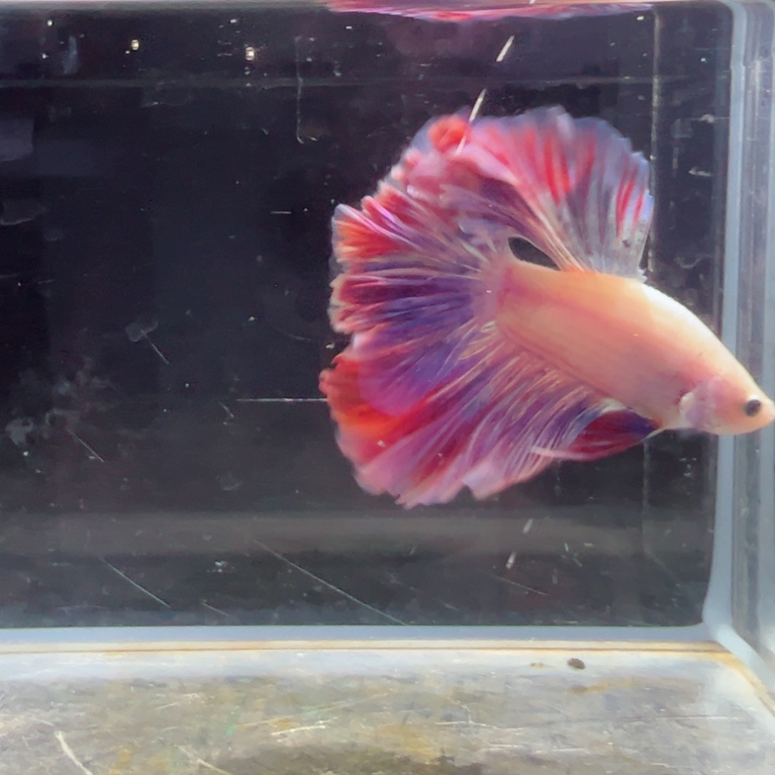 斗鱼浅色特殊尾hhhh