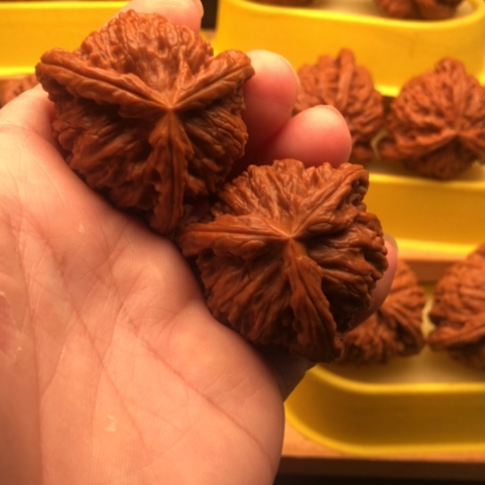 宝***龙核桃核桃核桃桃核桃核桃