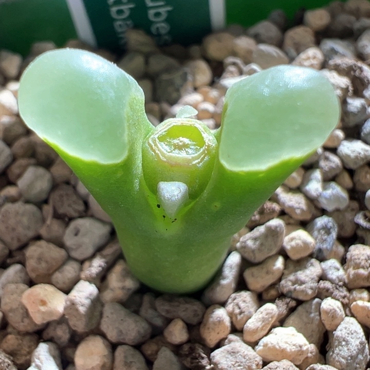 A732.  优选稀有翡翠绿翻窗。  八八折后价。 