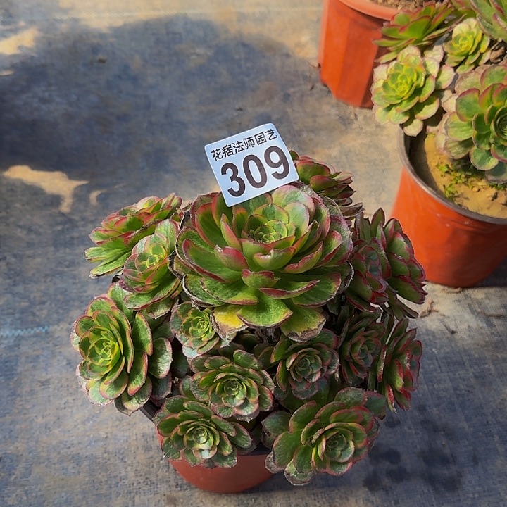 0000000000000000309火狐