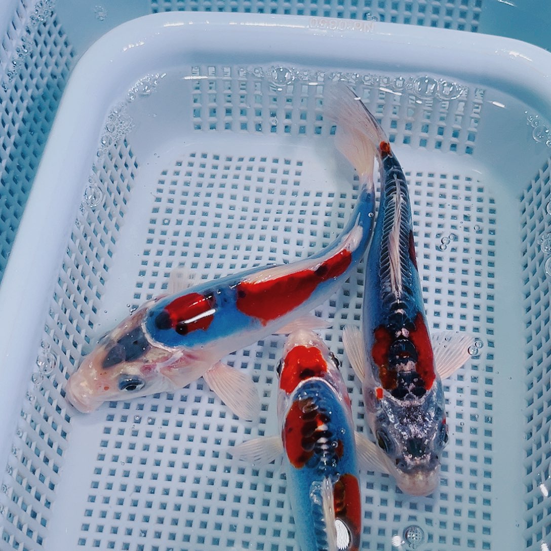 锦鲤锦鲤冷水观赏105