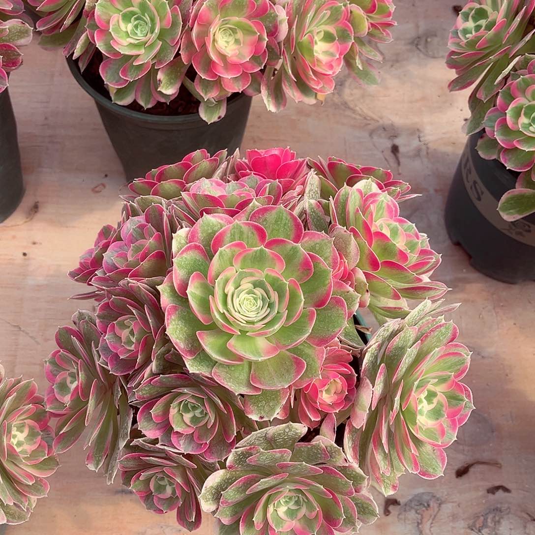 法师多肉植物妖月