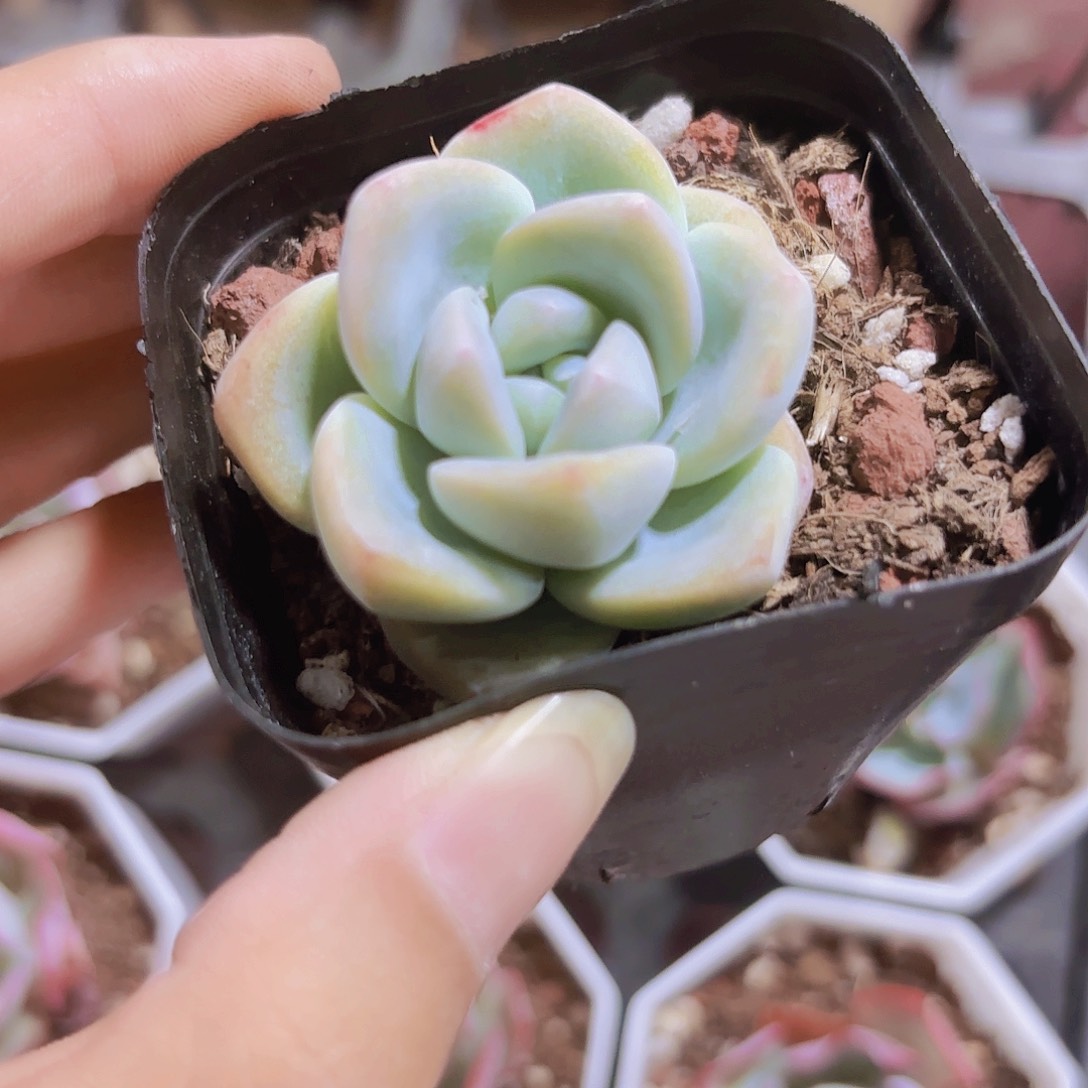 精品冰玉多肉植物