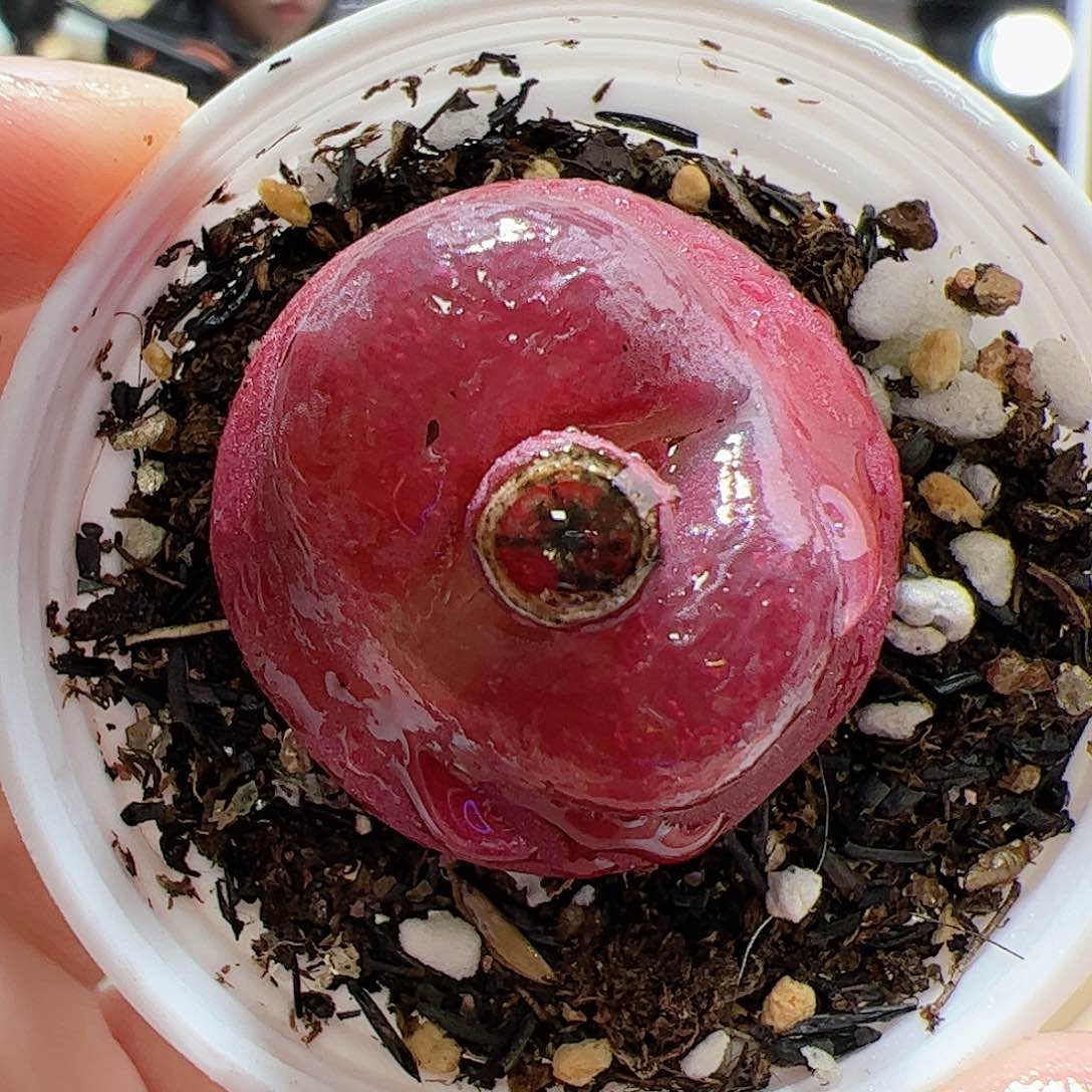 【闪购商品】152 带盆