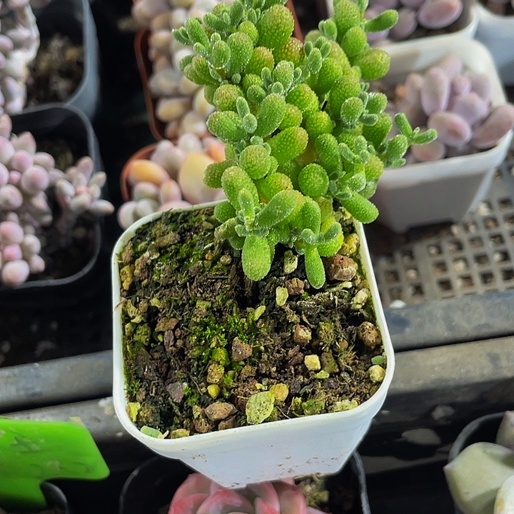 翡翠糖球带盆土发