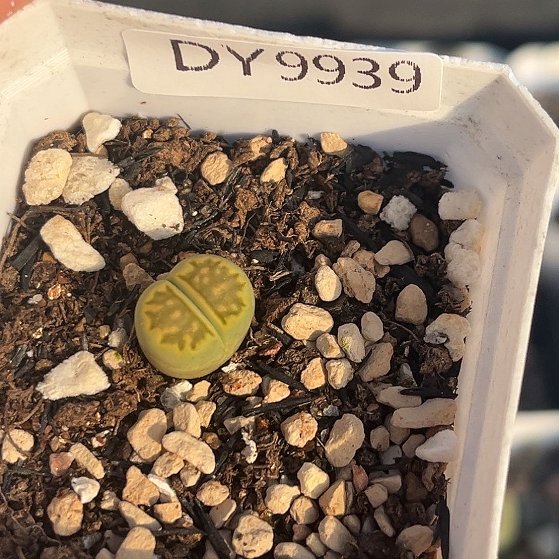 一物一拍绿菊9939